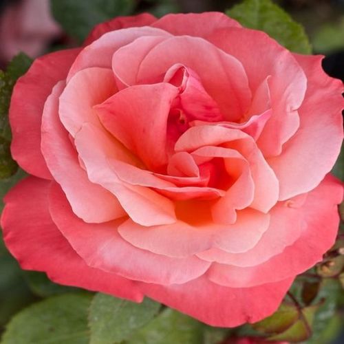 E-commerce, vendita, rose, in, vaso rose ibridi di tea - rosa - Rosa Silver Jubilee™ - rosa dal profumo discreto - Anne G. Cocker - ,-